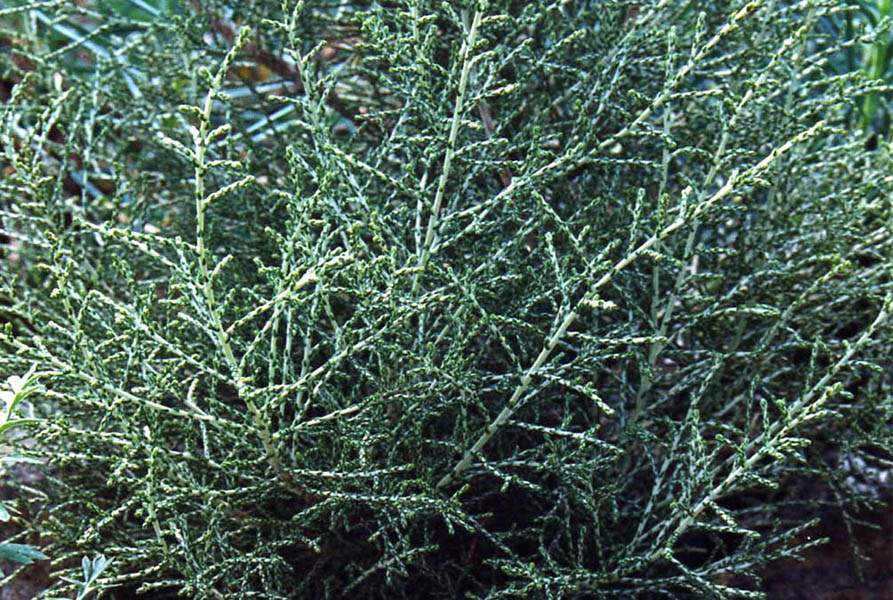 Ozothamnus hookeri en fleurs sur les versants rocheux d'Australie